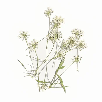 60 adet Preslenmiş Kurutulmuş Beyaz Ammi Majus çiçek sapı Bitkiler Herbaryum Kez Taşlar Takı Imi Kartpostal Davetiye Kartı DIY