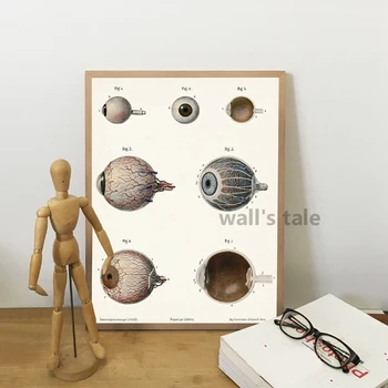 Oftalmolog Gözlükçü Hediye Çiçek Göz Anatomisi sanat baskı Refrakter Poster Mikroskop Tuval Boyama Doktorlar Ofis Duvar Dekoru